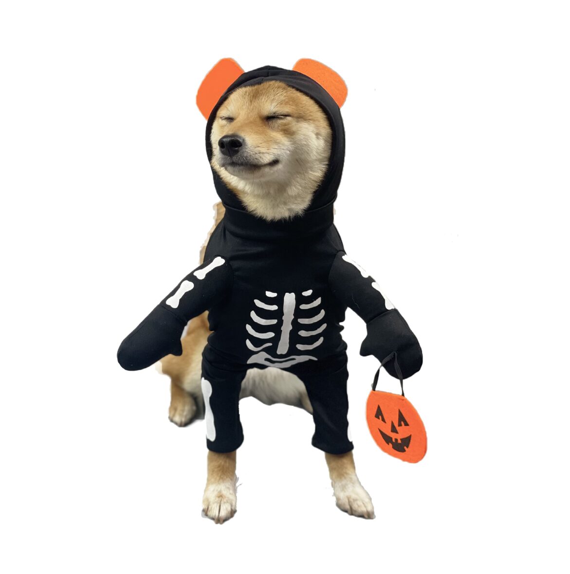 Disfraz Esqueleto Mascotas