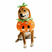368_Disfraz Calabaza para perro y gato